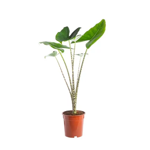 Univers extérieur：Alocasia Zebrina. Le pot Ø 17 cm