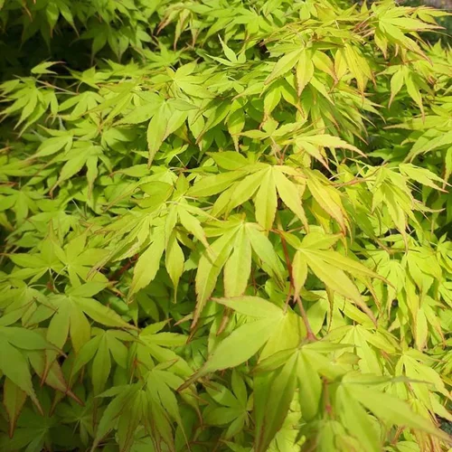 Pratique extérieur:Acer Palmatum Katsura (érable du Japon) en pot de 3 L orange