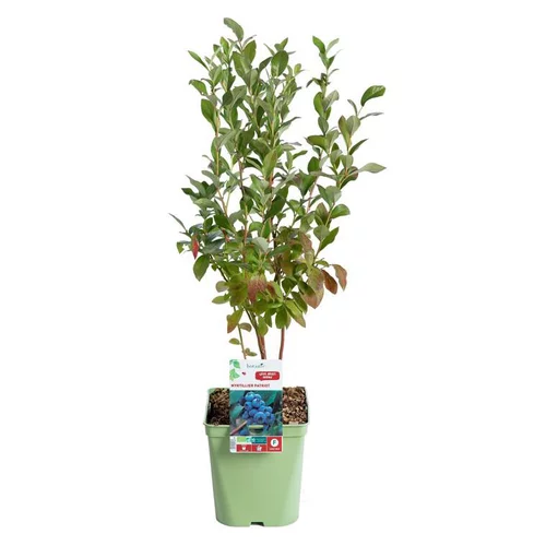 Pour vos projets:Myrtille Patriot Bio. Le pot de 5 litres