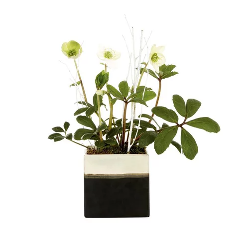 Jardin à embellir:Hellébore Rose de Noël - Le pot déco