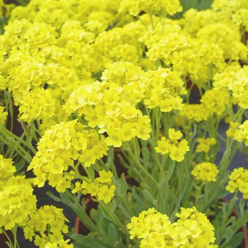 Une touche jardin：Alysse Saxatile. Le pot de 1 litre