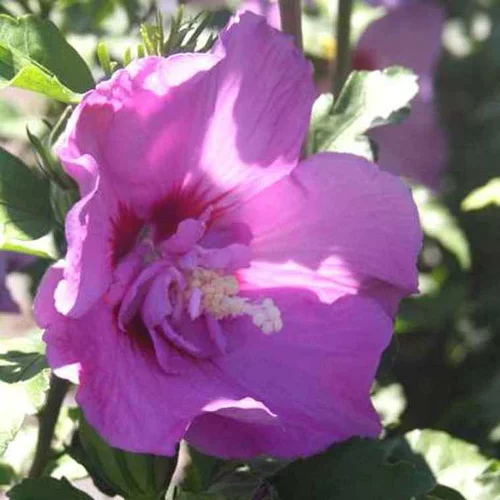 Pour plus de confort à l’extérieur:Althéa varié (Hibiscus) 40/60. Le pot de 4 litres