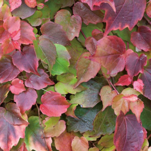 Pour mieux équiper votre jardin:Vigne vierge VEITCHII ROBUSTA GREFFE. Le pot de 1,3 litres