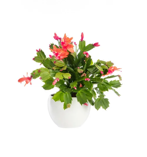 Facile à intégrer au jardin:Schlumbergera ou Cactus de Noël avec cache-pot en céramique. Le cache-pot Ø 12 cm