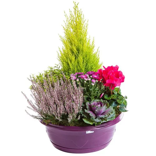 Adapté au jardin:Composition d'extérieur mélange violet rose - La coupe de 40 cm
