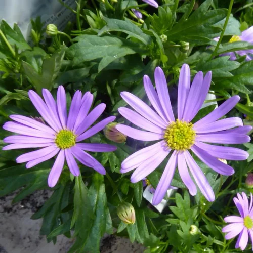 Pour embellir vos extérieurs:Brachycome ou Brachyscome à fleurs bleues - Le pot Ø 9 à 12 cm