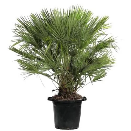 Pour la maison et le jardin:Chamaerops Humilis vert en pot de 35 L
