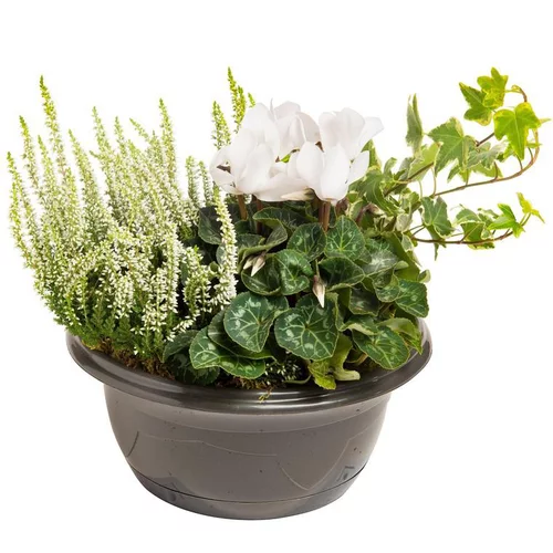 Le petit plus du jardin:Composition d'extérieur mélange blanc et vert - La coupe de 24 cm