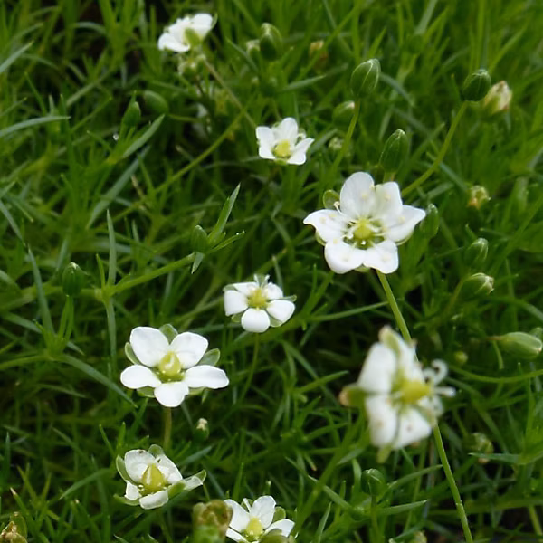 6 x Sagine subulée | Sagina subulata – godet 9cm x 9cm
