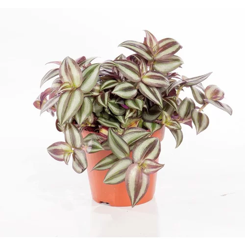 Facile à intégrer au jardin:Tradescantia zebrina. Le pot Ø 12 cm