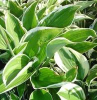 Jardin actuel:Hosta variées - Le pot de 2,5 litres