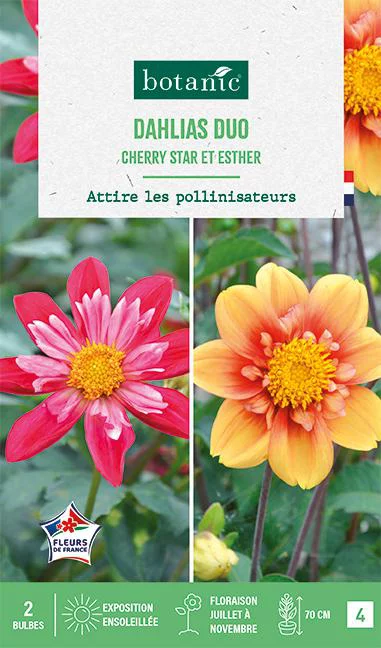 Plaisir dehors：Bulbes de fleurs duo de Dahlias Cherry Star / Esther botanic® - 2 bulbes