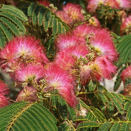 Pour vivre le jardin autrement:Albizia Shidare. Le pot de 15 litres