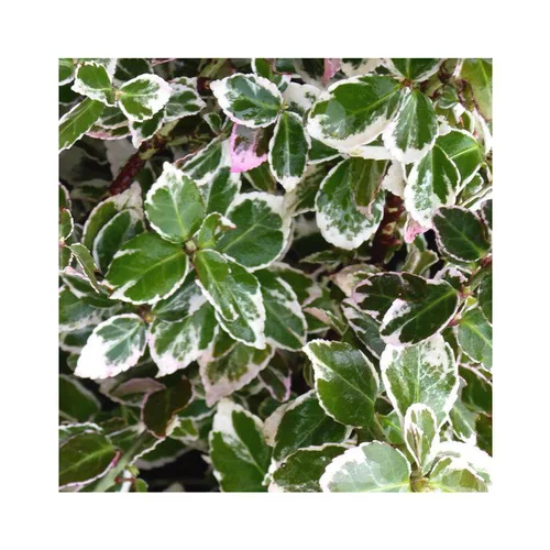 Pour vos envies de jardin:Fusain ou Euonymus fortunei Emerald Gaiety vert. Le pot de 2 litres