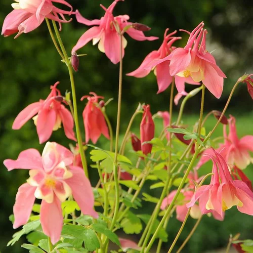 Pour votre espace:Ancolie à fleurs multicolores - Le pot de 3 litres