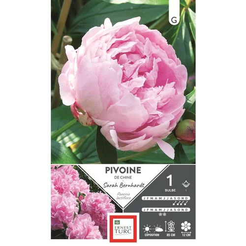 Essentiel pour le jardin:Bulbe de Pivoine herbacée Sarah Bernhardt rose