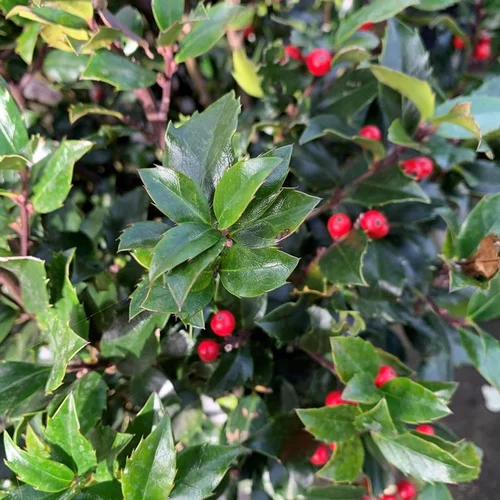 Extérieur fonctionnel：Houx (Ilex) Meserveae Blue Maid). Le pot de 75 litres