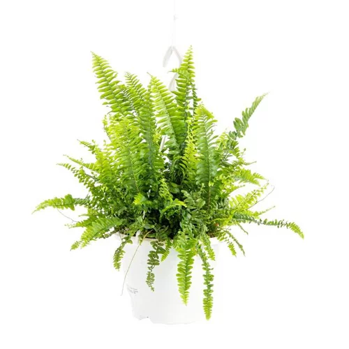 Le petit plus du jardin:Nephrolepis Green Lady suspension Ø17xH40 cm
