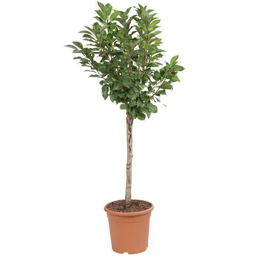 Pour compléter votre jardin:Cerisier Nain Griotella® Frumi. Le pot de 10L en forme 1/4 tige