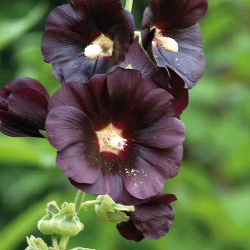 Pour organiser le jardin:Rose Trémière noire - Le pot de 9 x 9 cm