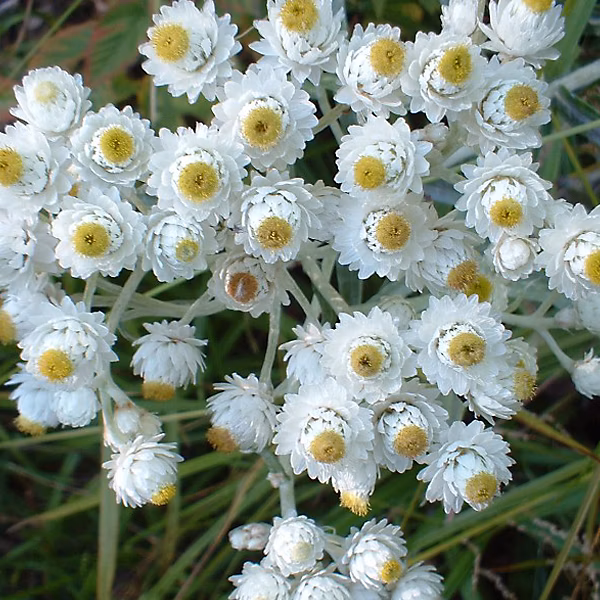 6 x Immortelle d'Argent 'Neuschnee' – Anaphalis margaritacea 'Neuschnee', godet 9cm x 9cm