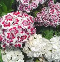 Idée au jardin：Œillet des poètes - Le pot de 10.5 cm