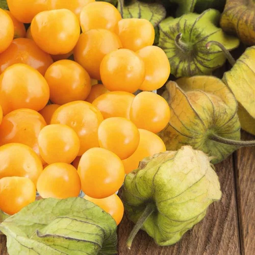 Jardin accessoire：Coqueret Du Perou Bio. Le pot de 10,5 cm