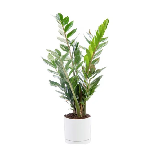 Plaisir dehors:Zamioculcas vert en pot blanc émaillé botanic®. Le pot Ø 15 cm
