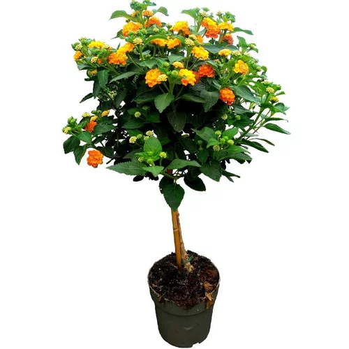 Pensé pour le jardin：Lantana Orange Tige à fleurs multicolores - Le pot Ø 19 cm