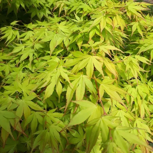 Pratique au jardin：Érable du Japon Katsura orange. Le pot de 16 litres