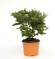 Équipement au jardin:Pommier d'Amour - Le pot de 2,5 litres