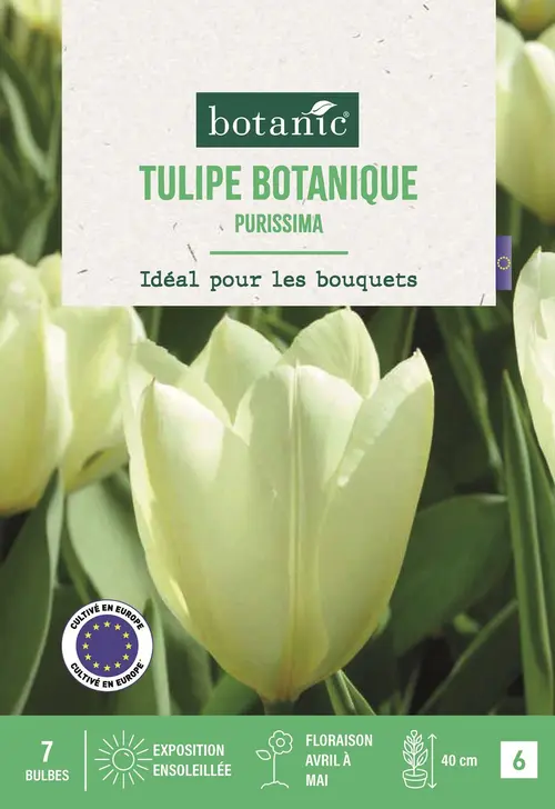 Pour transformer vos extérieurs：Bulbes de fleurs Tulipe fosteriana Purissima crème botanic® - 7 bulbes
