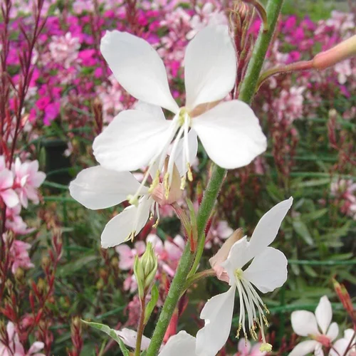 Sélection malin:Gaura à fleurs blanches. Le pot de 2 litres