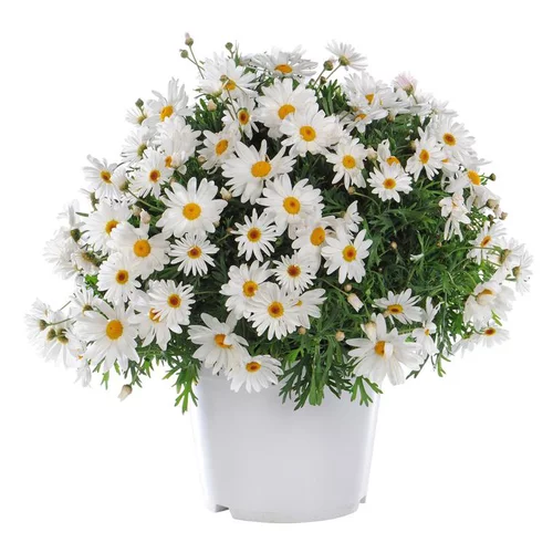 Pour la vie au jardin:Anthémis varié. Le pot de 3 litres
