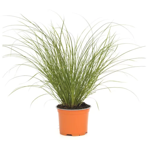 Essentiel nature：Carex testacea Prairie Fire orange botanic®. Le pot de 1 litre