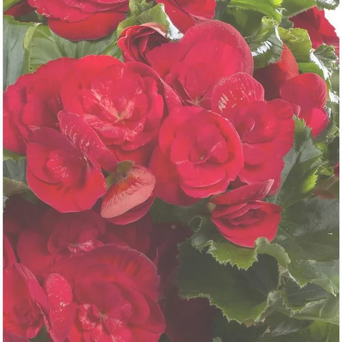 Essentiel pour le jardin:Bégonia solénia - La jardinière de 50 cm