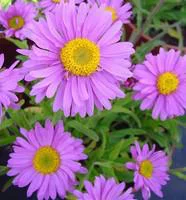 Un atout pour le jardin：Aster des Alpes - Le pot de 10,5 cm