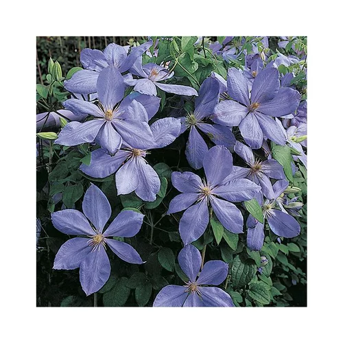 Pour aménager vos extérieurs:CLEMATITE MRS CHOLMONDELEY. Le pot de 3 litres