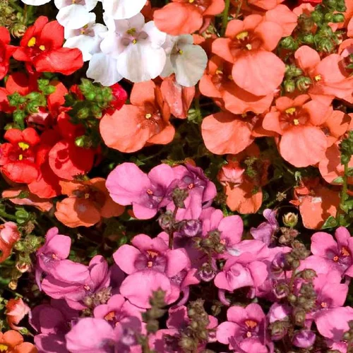 Pour vos besoins au jardin：Diascia ou Diascie à fleurs roses - Le pot Ø 10 cm
