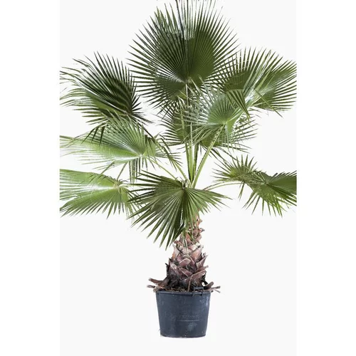 Un atout pour le jardin:Washingtonia Robusta ou Palmier du Mexique en pot de 280 L