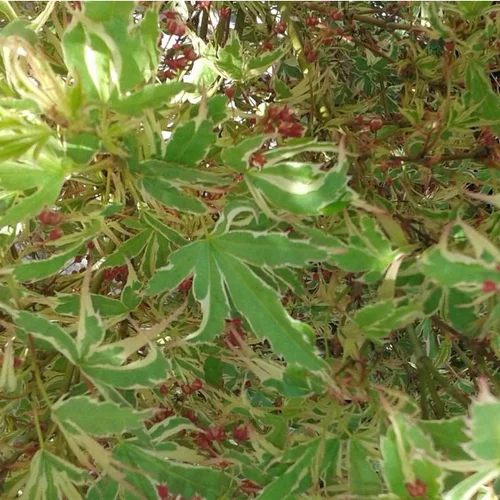 Pour tous jardins:Érable du Japon Butterfly vert marginé crème. Le pot de 5 litres