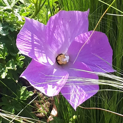 Confort au jardin：Alyogyne Deligh Fully. Le pot de 3,4 litres