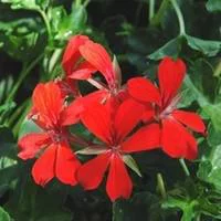 Choix au jardin：Géranium lierre à fleurs simples - Le pot de 10.5 cm