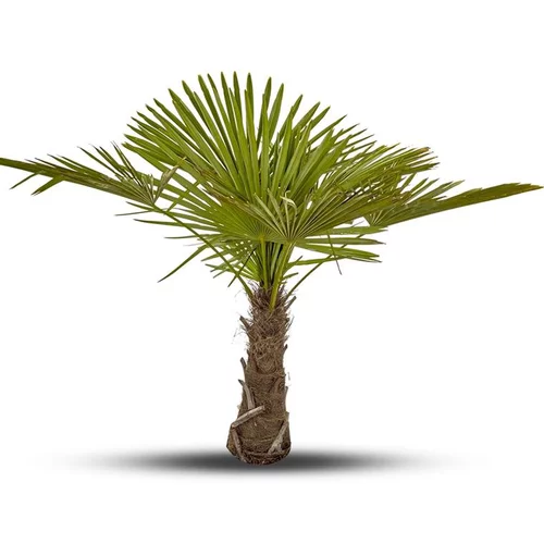 Facile dehors:Trachycarpus Excelsa ou Palmier de Chine 60/80 cm en pot de 45 L