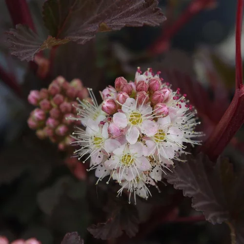 Pour un extérieur agréable:Physocarpe Lady in Red (Physocarpus Opulifolius). Le pot de 4,5 litres