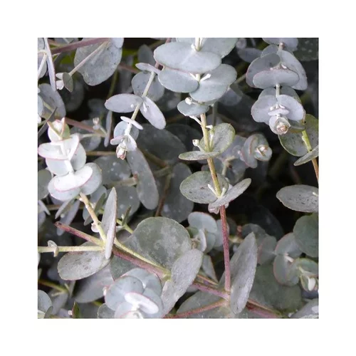 Utile dehors:Eucalyptus Gunnii bleu. Le pot de 2,8 litres
