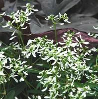 Pour créer votre espace extérieur:Euphorbe Diamond Frost - Le pot de 10.5 cm