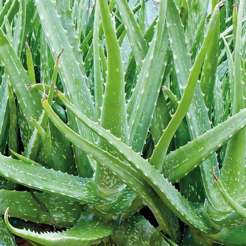 Pour votre confort au jardin：Aloe Vera. Le pot de 3 litres