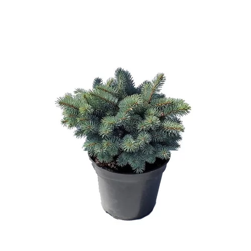 Idéal pour l’extérieur：Épicea du Colorado (Picea Pungens) Hoopsii 20/30. Le pot de 5 litres