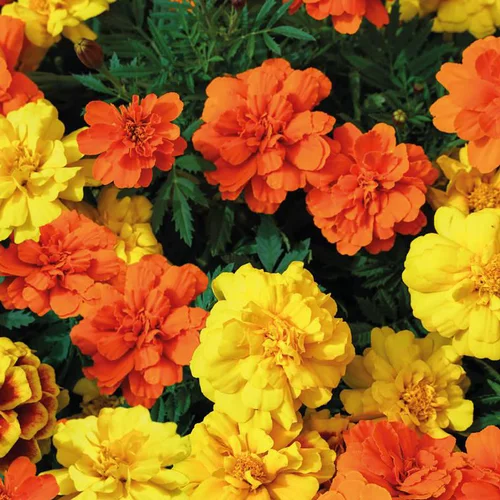 Pour un jardin accueillant:Œillet d'Inde multicolore. La barquette de 10 plants